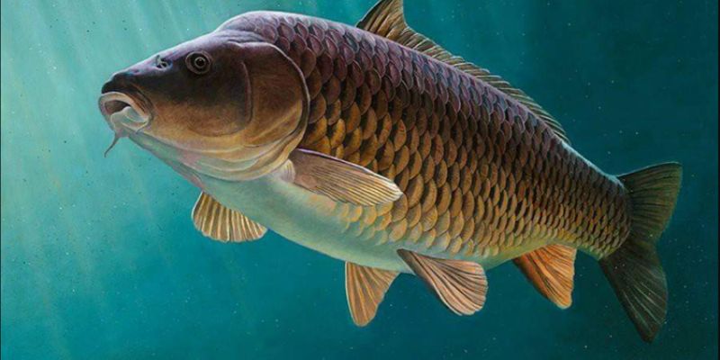 Khám Phá Sổ Mơ Thấy Cá Lô Đề Cùng SHBET Hiệu Quả An Toàn 10 Khám Phá Sổ Mơ Thấy Cá Lô Đề Cùng SHBET Hiệu Quả An Toàn